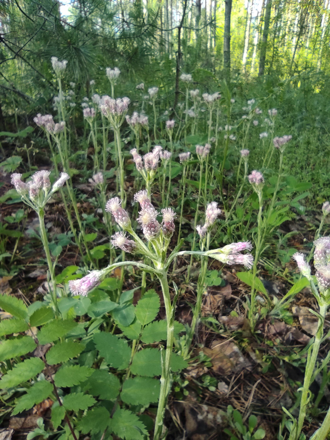 Image of Antennaria dioica specimen.