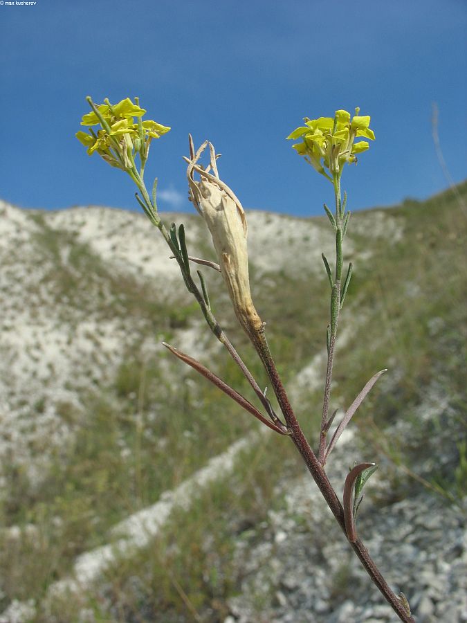 Изображение особи Erysimum cretaceum.