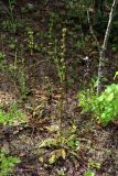 Pedicularis sceptrum-carolinum