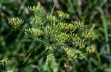 Heracleum sibiricum. Соплодия и соцветия. Тверская обл., Конаковский р-н, долина р. Сестра, луговой склон. 07.09.2024.