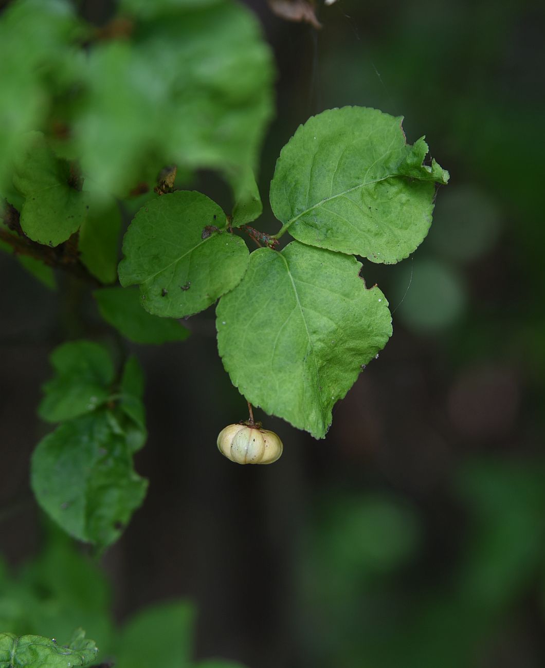 Image of Euonymus verrucosus specimen.