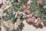 genus Oxytropis