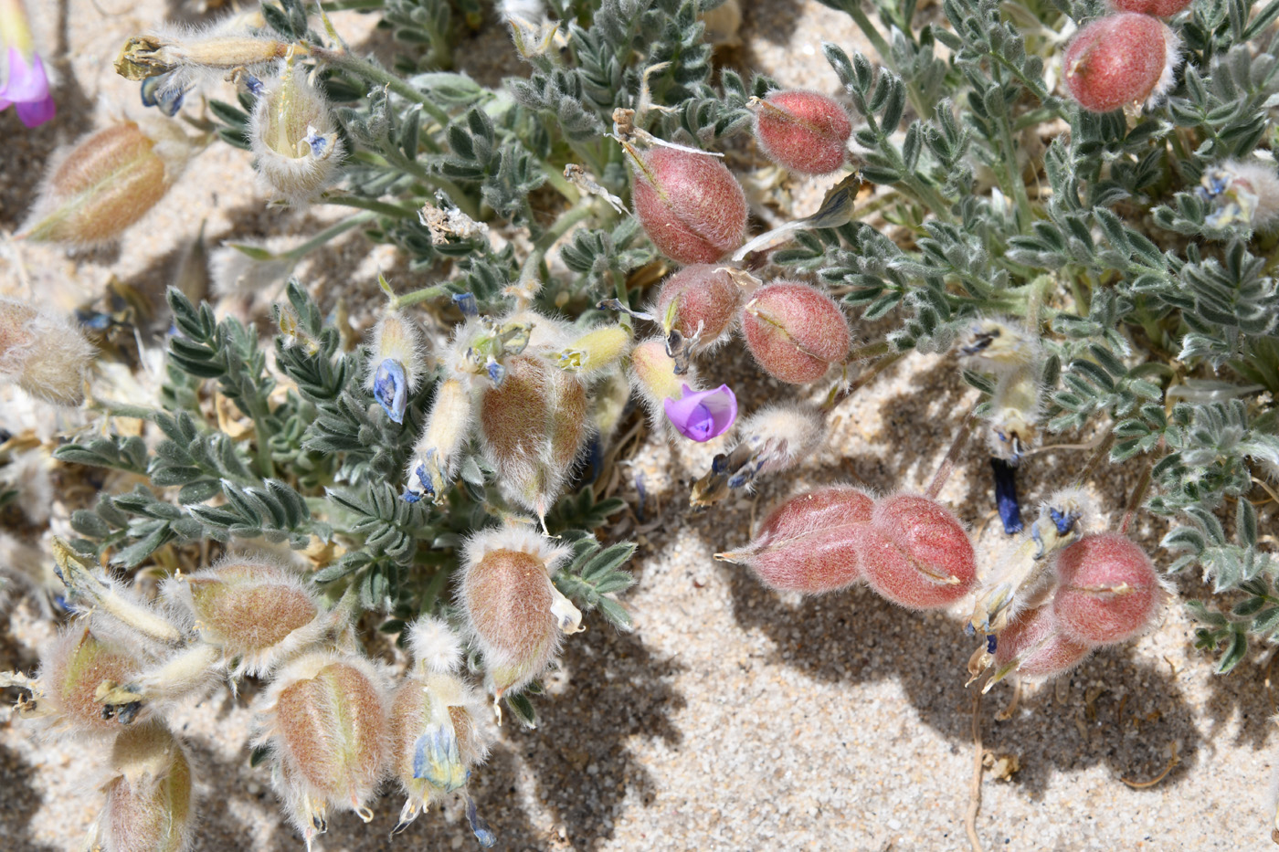 Image of genus Oxytropis specimen.
