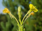 Oenothera rubricaulis