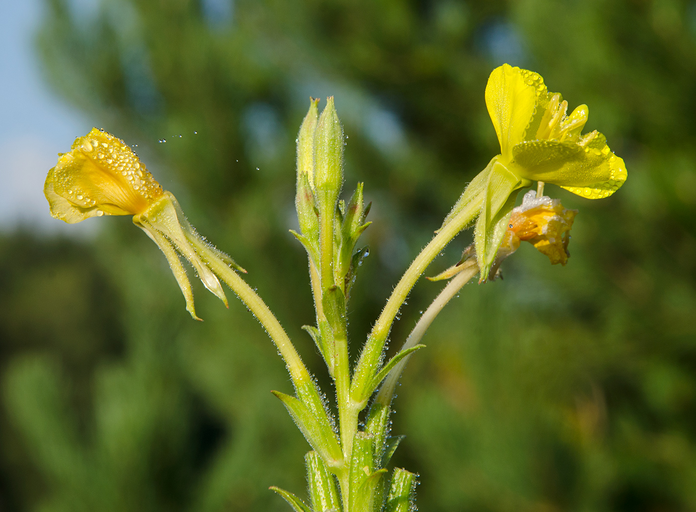 Изображение особи Oenothera rubricaulis.