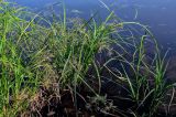 Scirpus radicans