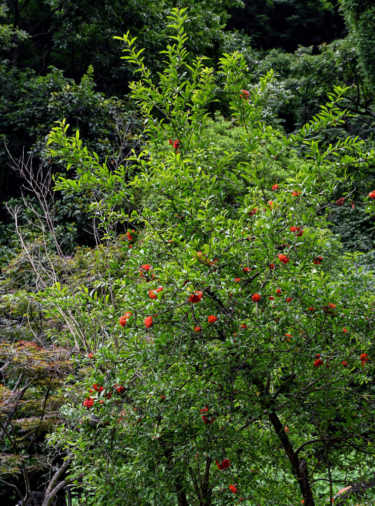 Image of Punica granatum specimen.