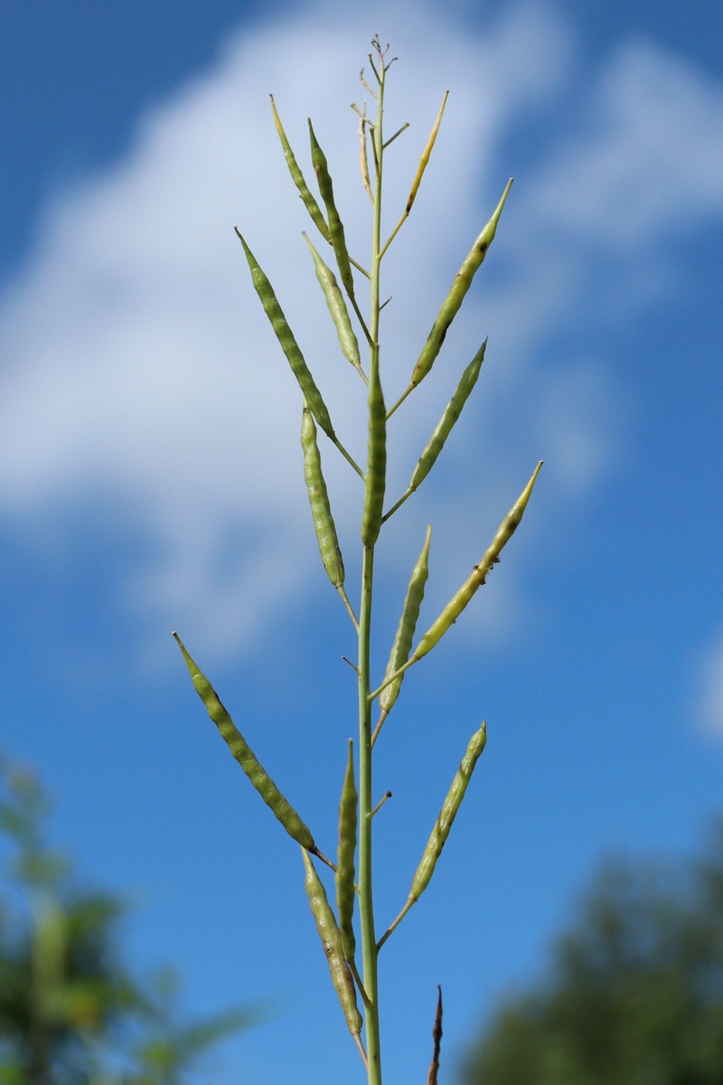 Image of Sinapis arvensis specimen.