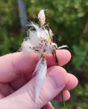 Eriophorum angustifolium