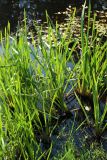 Sparganium microcarpum
