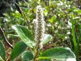 Salix arctica. Верхушка побега с женским соцветием. Магаданская обл., окр. г. Магадан, п-ов Старицкого, Марчеканская сопка, распадок на склоне северной экспозиции, на берегу ручья. 23.07.2024.