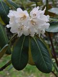 Rhododendron clementinae