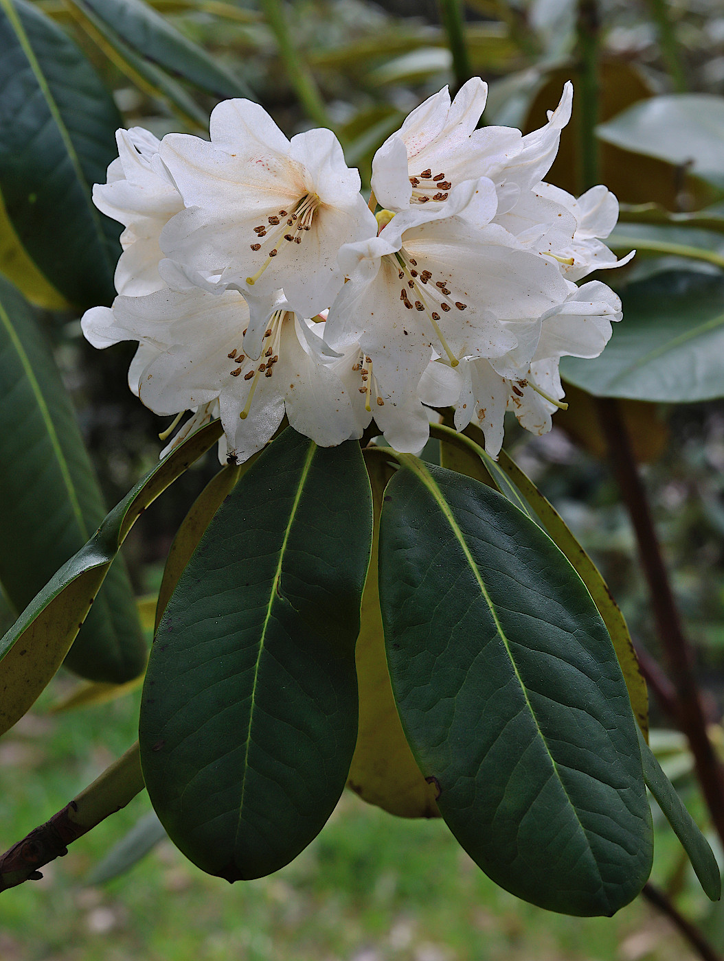 Изображение особи Rhododendron clementinae.