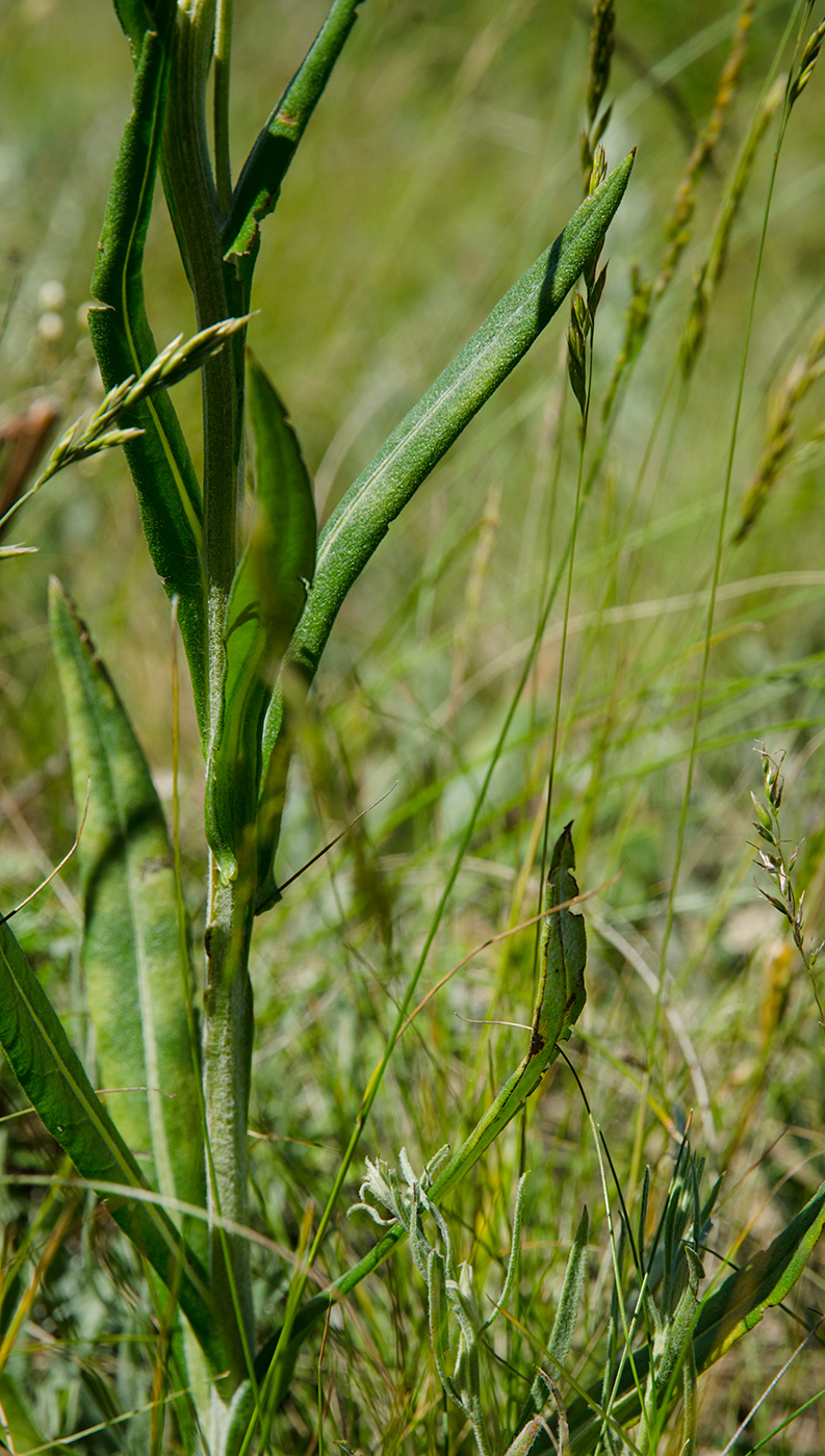 Image of Jurinea multiflora specimen.