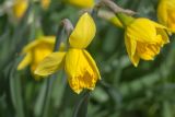 Narcissus pseudonarcissus