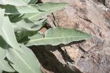 род Verbascum. Листья. Турция, ил Карс, окр. г. Дигор, участок ущ. р. Дигор в 500 м ниже монастыря Хтзконк, левый борт ущелья, сухой каменистый участок. 19 мая 2025 г.
