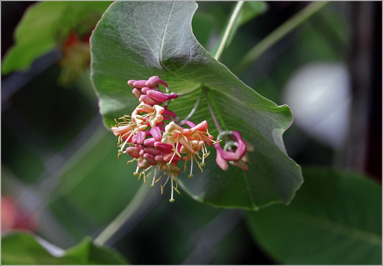 Изображение особи Lonicera dioica.