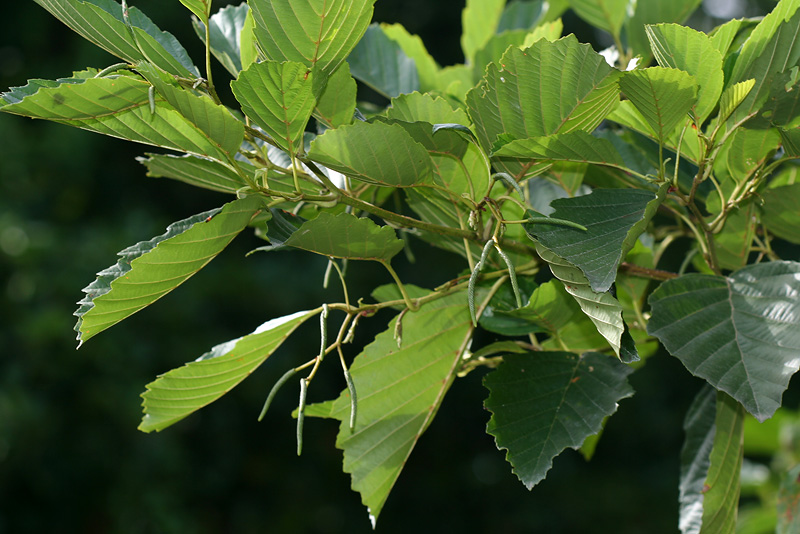 Изображение особи Alnus barbata.