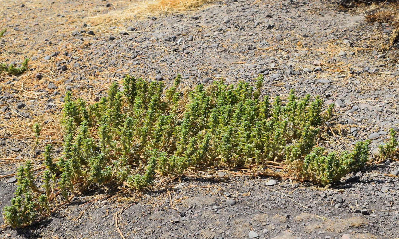 Image of genus Amaranthus specimen.