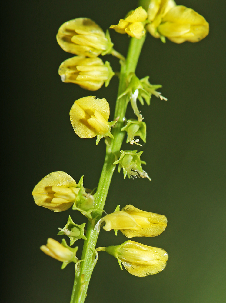 Изображение особи Melilotus suaveolens.