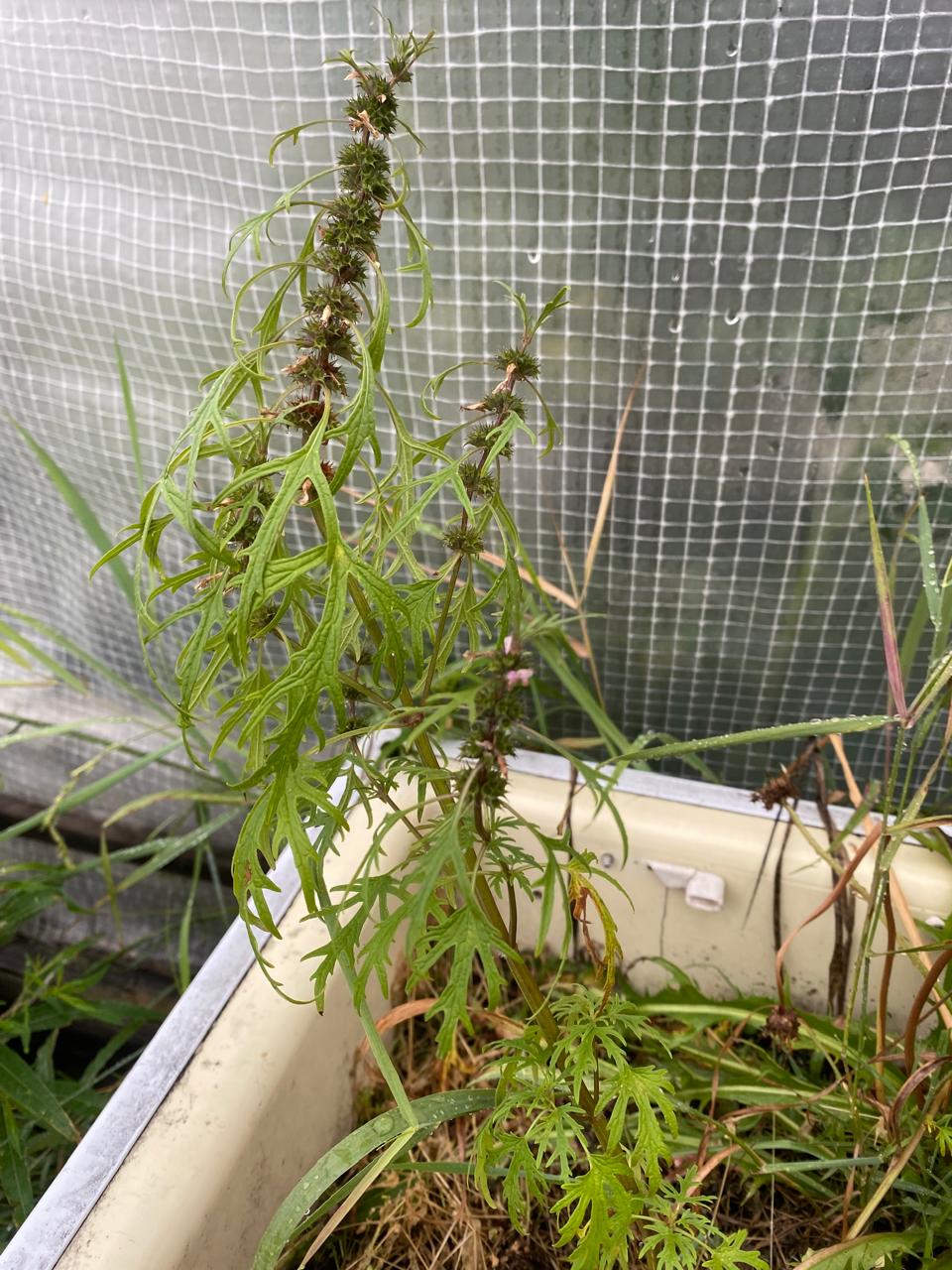 Image of genus Leonurus specimen.