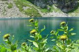 Inula orientalis