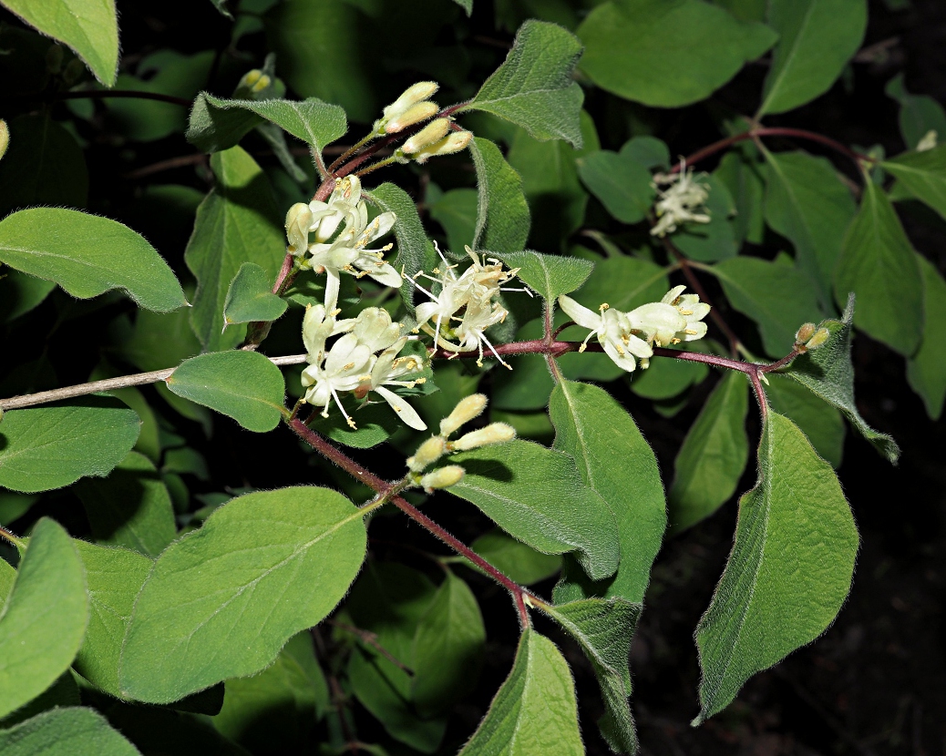 Image of Lonicera xylosteum specimen.