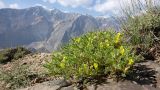 Astragalus lasiosemius