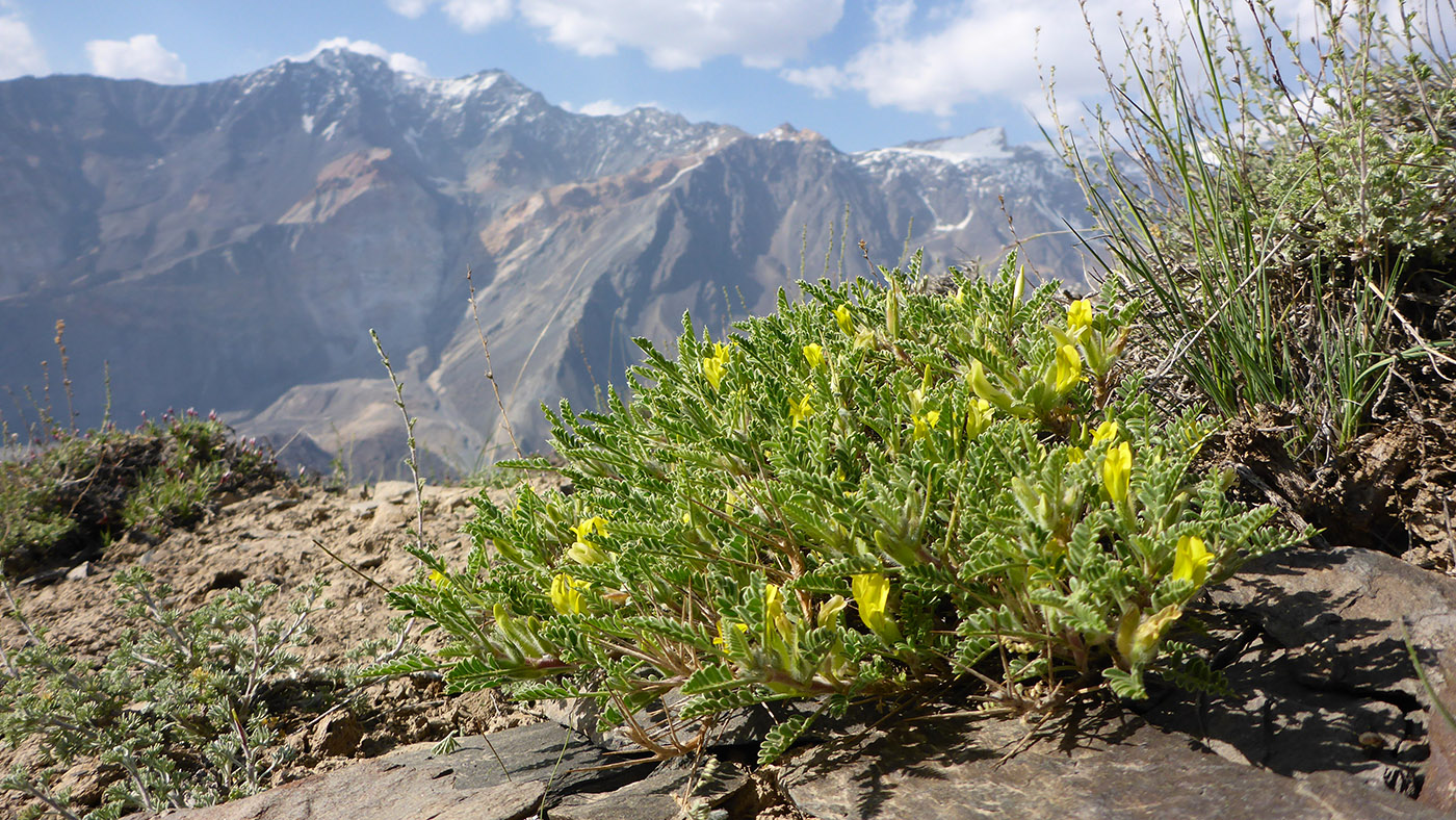 Изображение особи Astragalus lasiosemius.