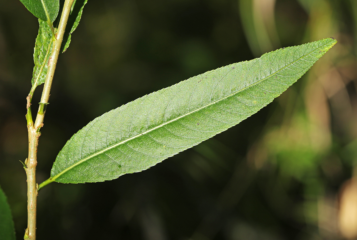 Изображение особи Salix kangensis.