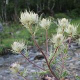Cirsium obvallatum. Верхушка побега с развивающимися соцветиями. Карачаево-Черкесия, Зеленчукский р-н, окр. пос. Архыз, дол. р. София, берег ручья. 23.07.2025.