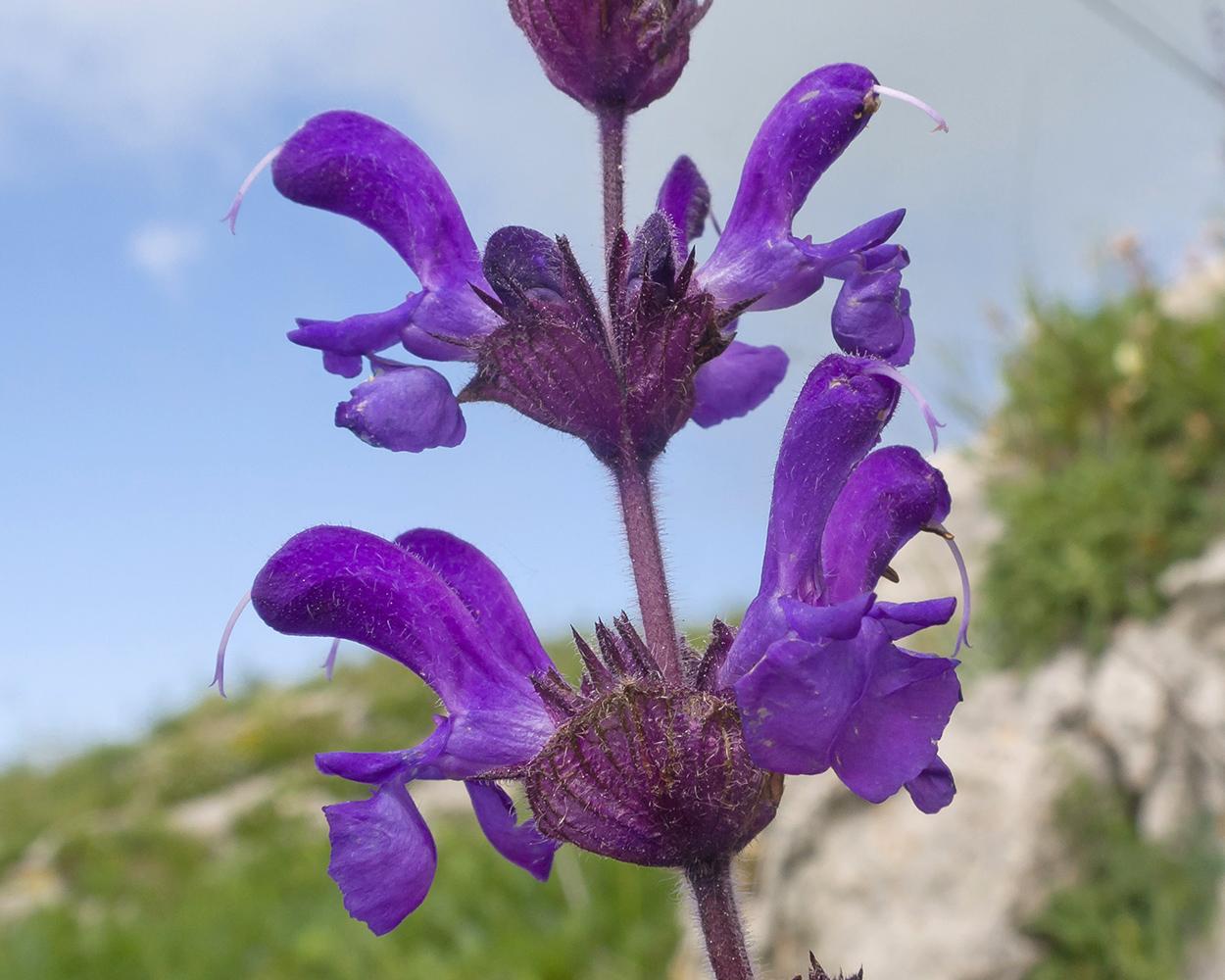 Изображение особи Salvia canescens.