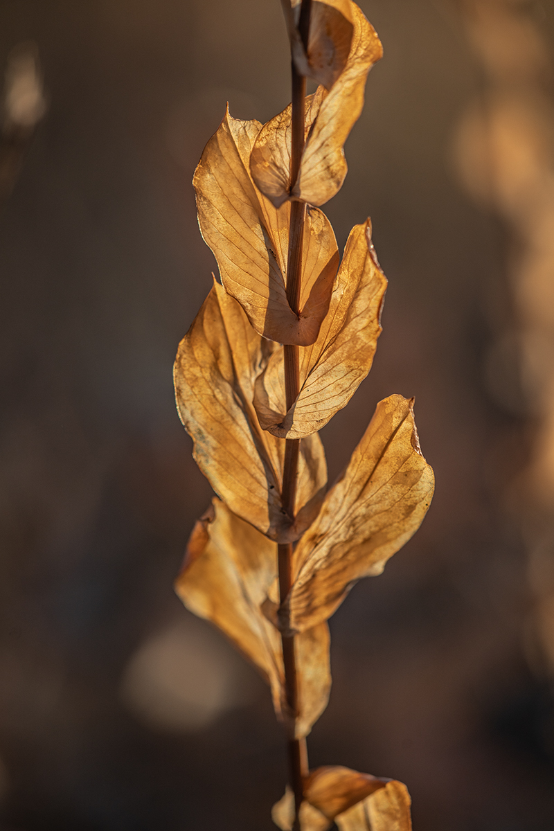 Изображение особи Bupleurum rotundifolium.