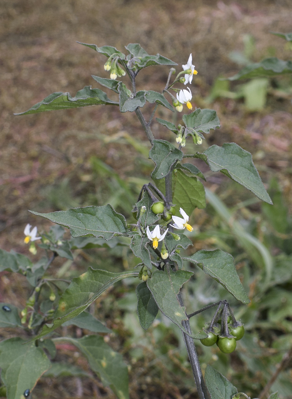 Изображение особи Solanum nigrum.