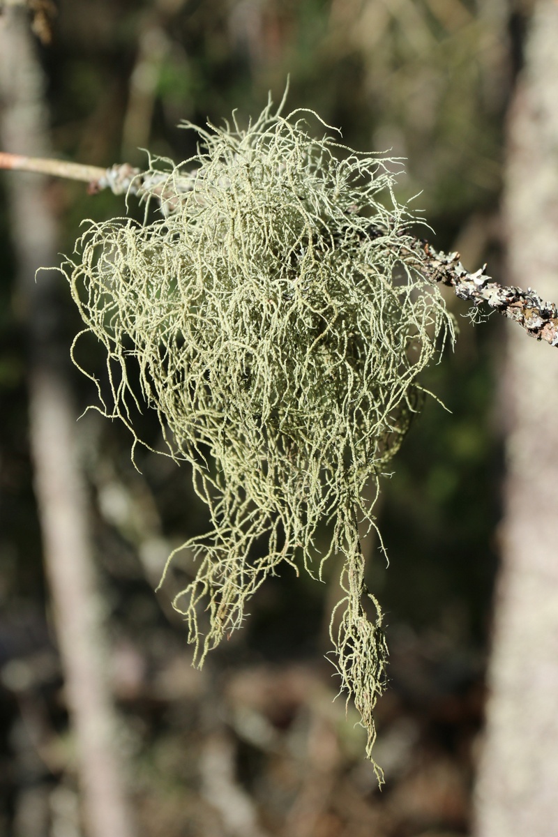 Изображение особи род Usnea.