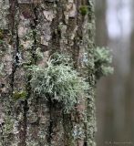 Ramalina farinacea. Таллом на коре дерева. Тульская обл., окр. пос. Дубна, опушка лиственного леса Просек. 04.12.2025.
