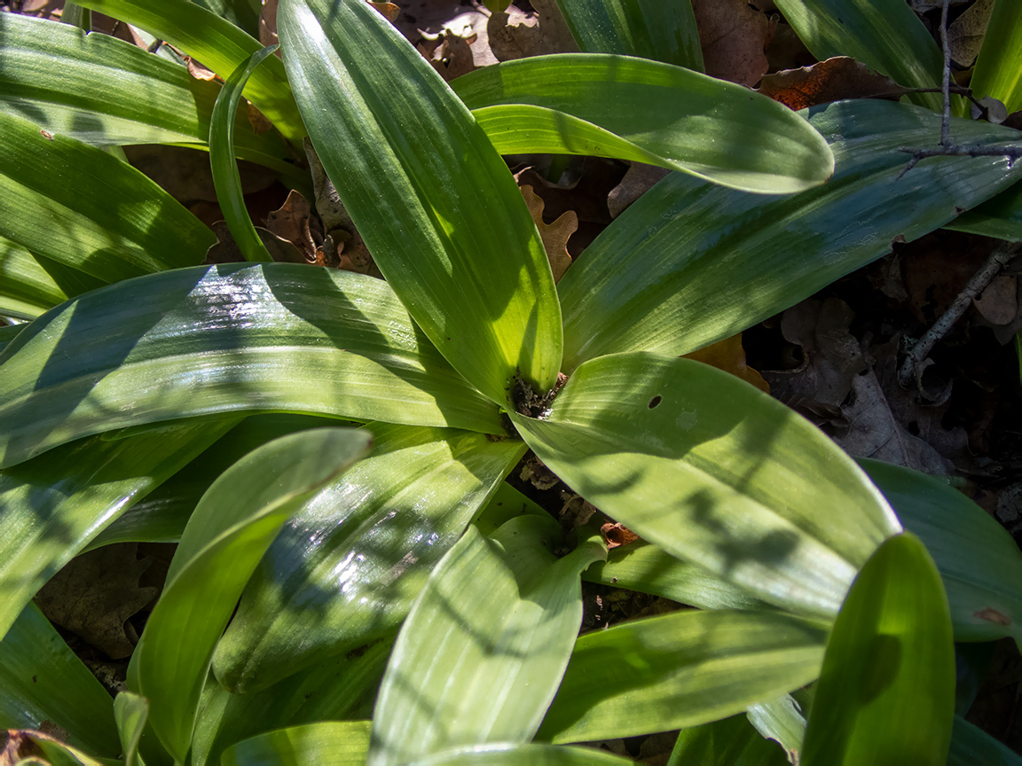Image of Orchis purpurea specimen.