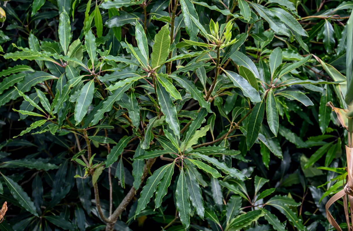 Image of Pittosporum undulatum specimen.