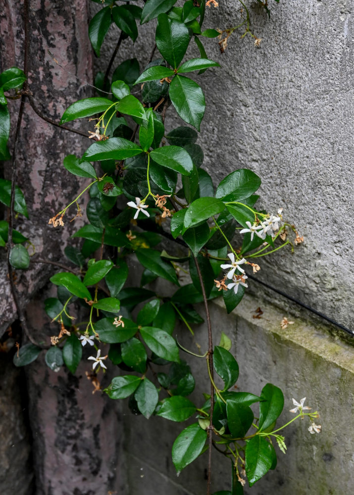 Image of Trachelospermum jasminoides specimen.