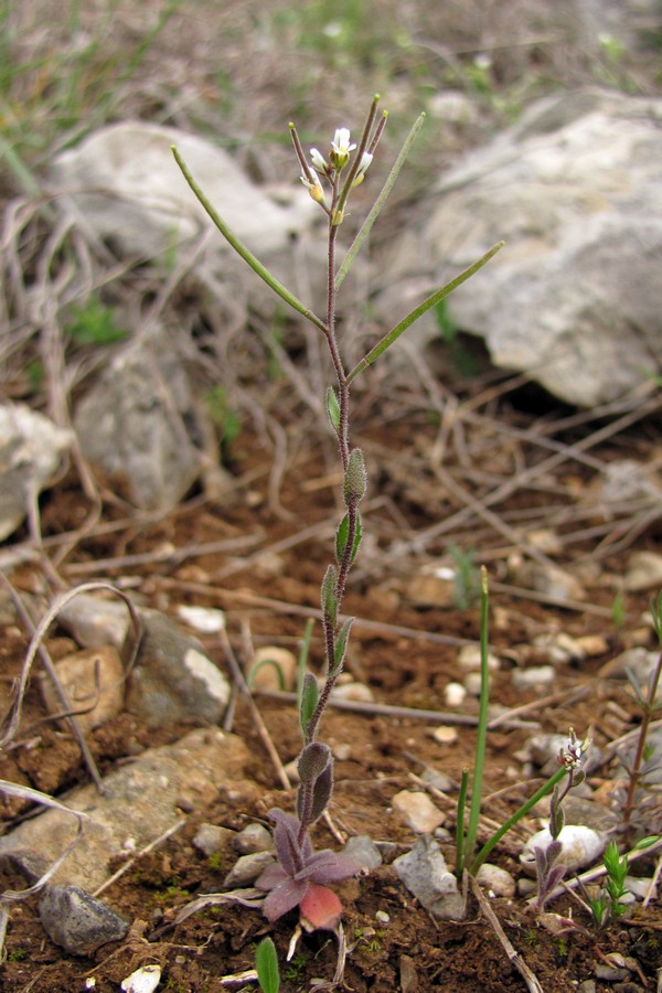 Изображение особи Arabis auriculata.