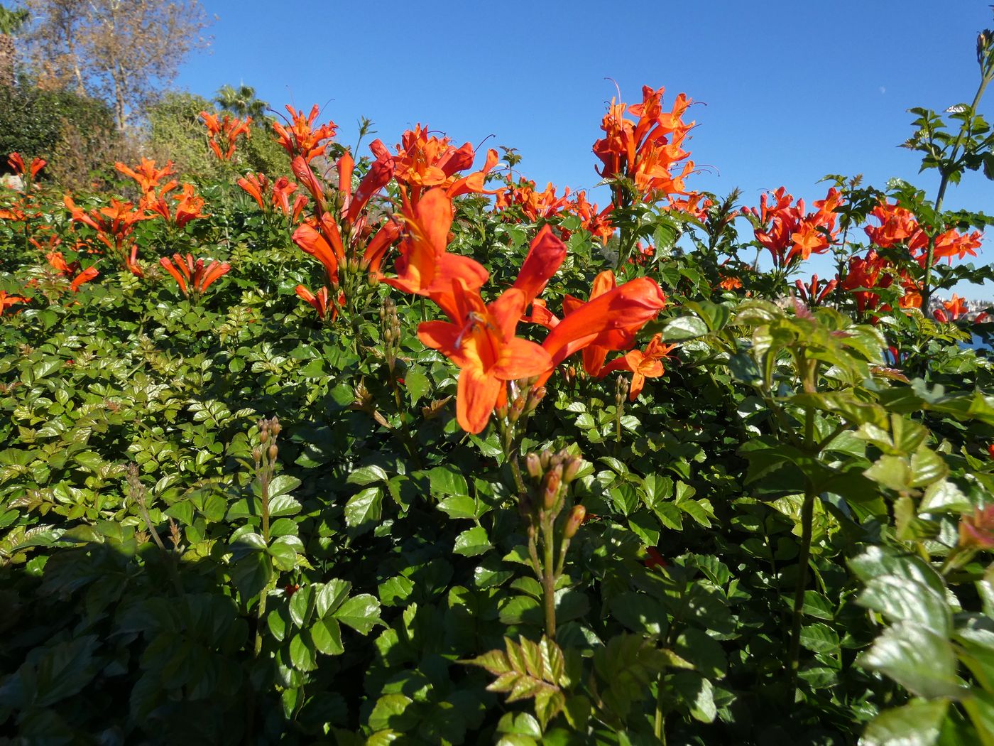Изображение особи Tecomaria capensis.