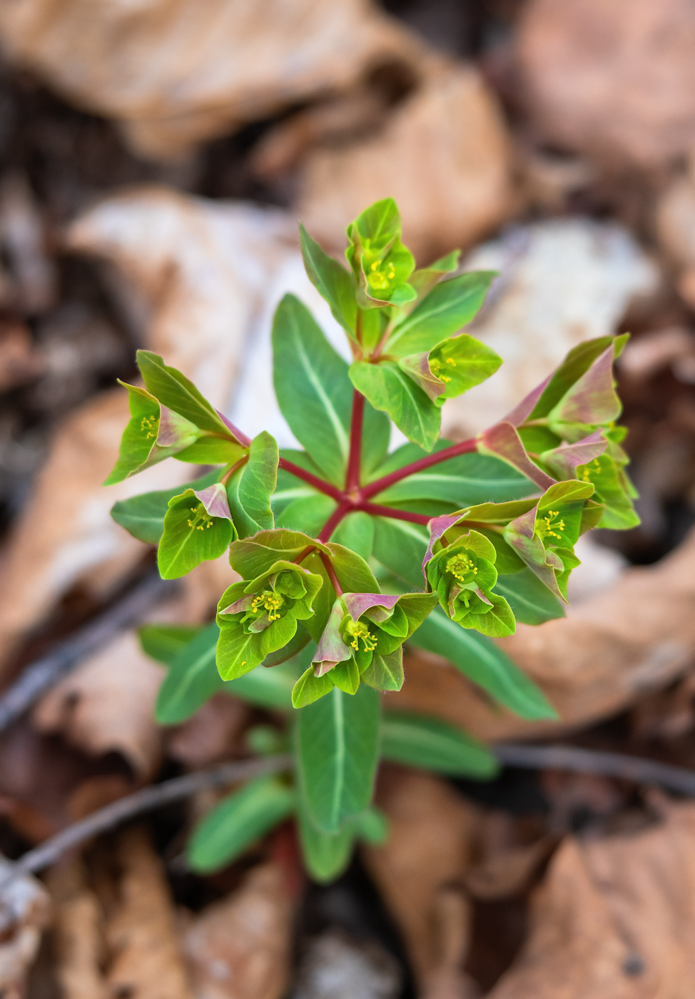 Image of Euphorbia komaroviana specimen.