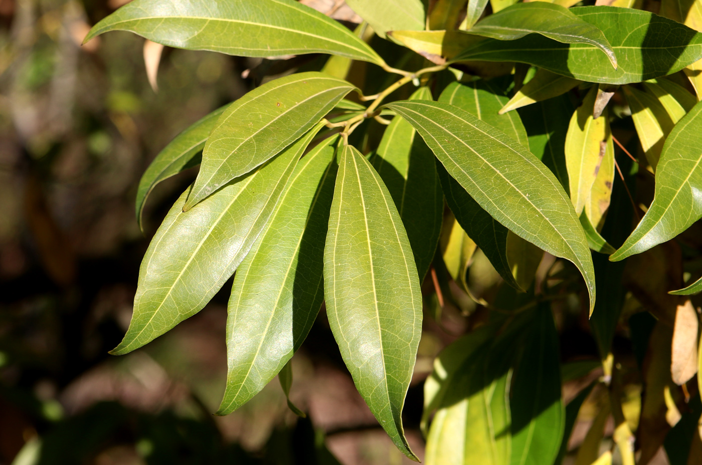 Изображение особи Cocculus laurifolius.