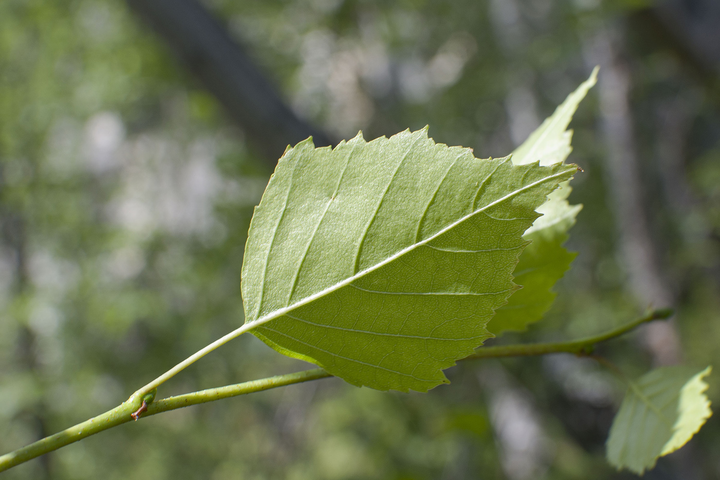 Image of genus Betula specimen.