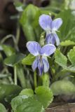 genus Viola. Цветки. Крым, Бахчисарайский р-н, окр. пгт Куйбышево, берег р. Бельбек, поросший лиственными деревьями (ольха, лещина и др.). 28.03.2020.