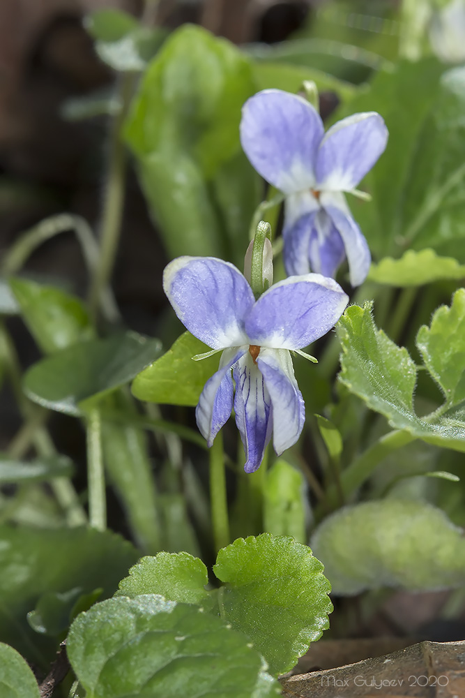 Image of genus Viola specimen.