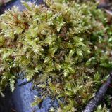 class Bryopsida. Побеги со спорогонами. Тульская обл., Заокский р-н, Бутиково, дол. р. Скнижка, заболоченная пойма, на стеклянной бутылке. 19.04.2026.