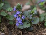 Glechoma hederacea. Цветущее растение. Московская обл., ГО Мытищи, окр. пос. Пироговский; обочина дороги на вырубке. 10.05.2026.