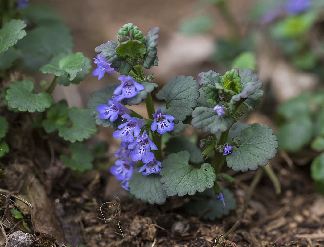 Image of Glechoma hederacea specimen.