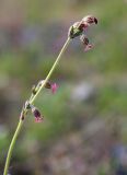 Silene aprica. Верхушка цветущего растения. Приморский край, Хасанский р-н, западный берег бухты Рейд Паллада вблизи косы Назимова, песчано-галечниковая морская терраса, остепнённый луг. 18.05.2026.